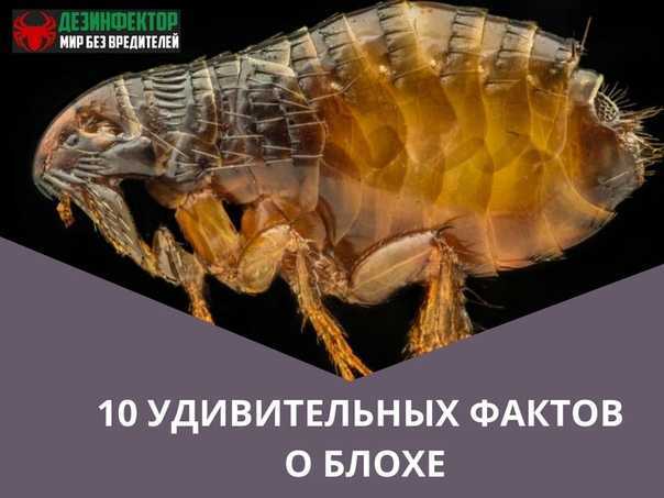 К чему снятся блохи во сне?