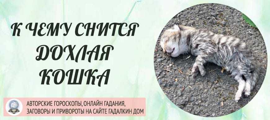 К чему снятся кошки: толкование снов с участием четвероногих пушистиков - kot-pes