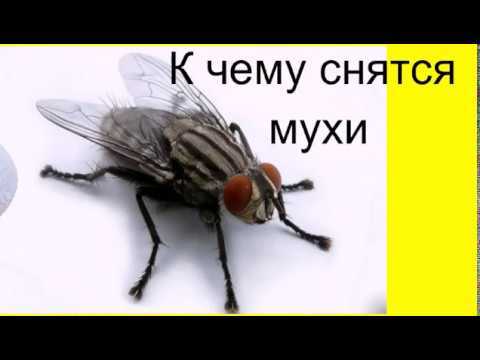 Сонник - мухи, к чему снятся мухи во сне приснились
