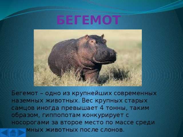 Жираф – описание, виды, где обитает, чем питается