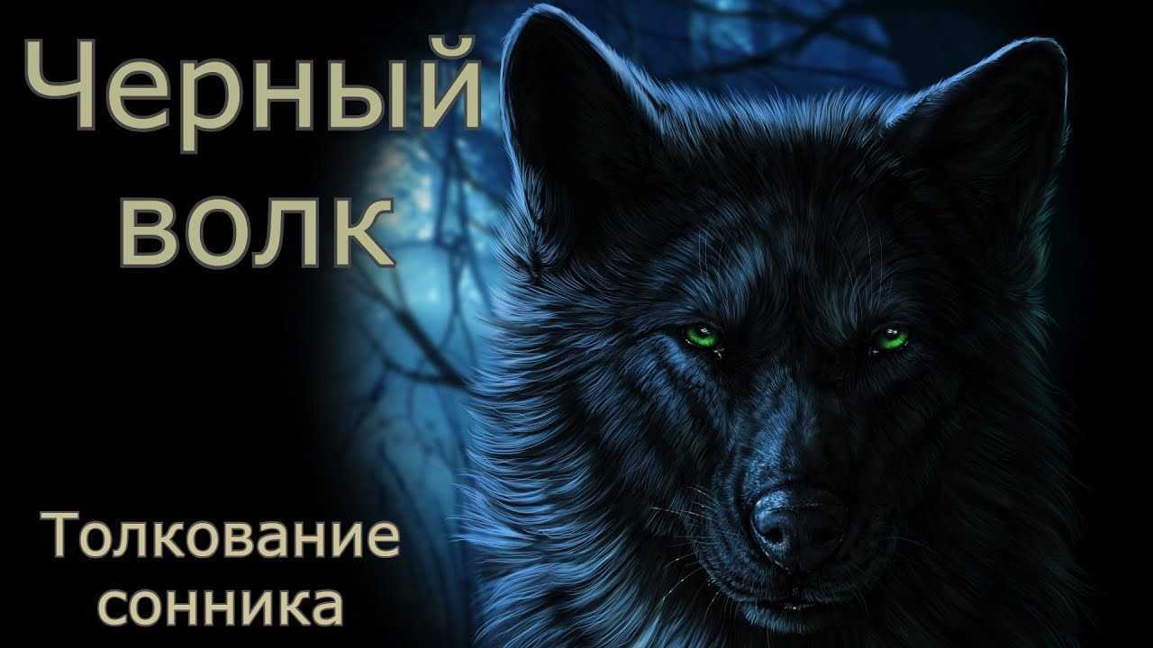 «волк к чему снится во сне? если видишь во сне волк, что значит?»