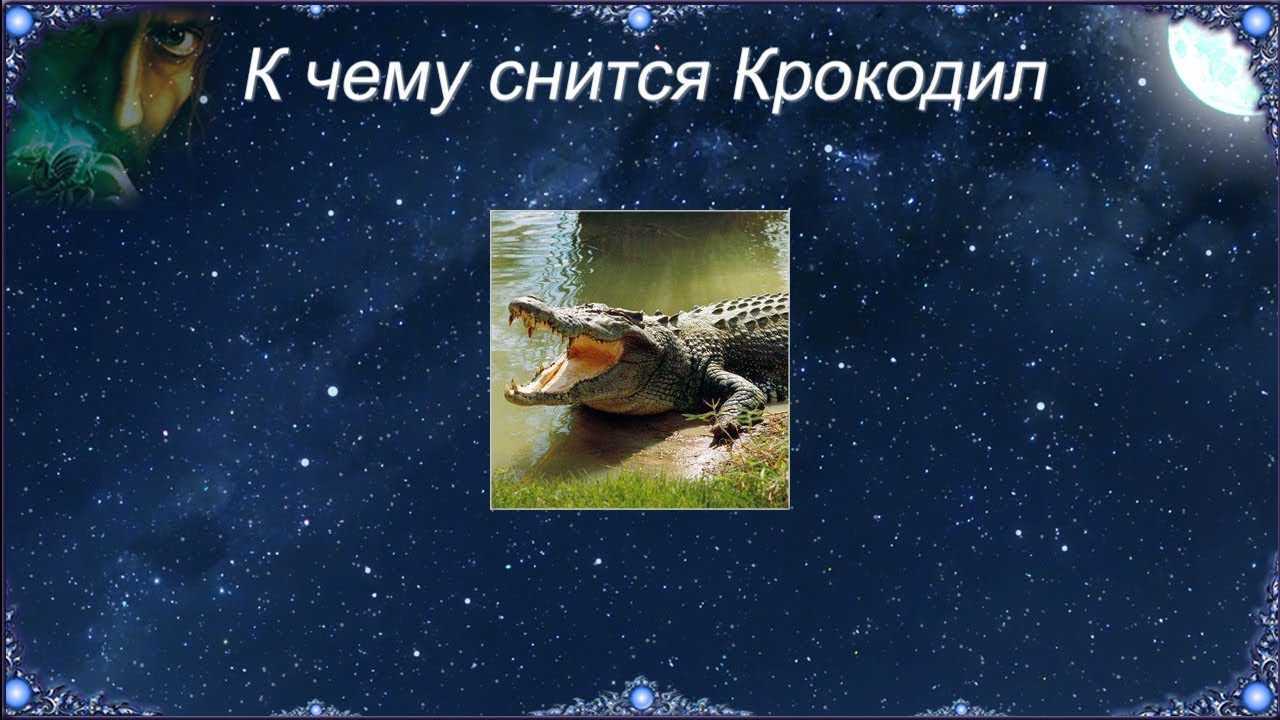 К чему снится крокодил: маленькие крокодильчики на суше, в воде, что значит убегать от большого аллигатора во сне