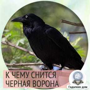 К чему снится ворона 🐦 во сне, сонник - приснилась стая ворон, значение сна