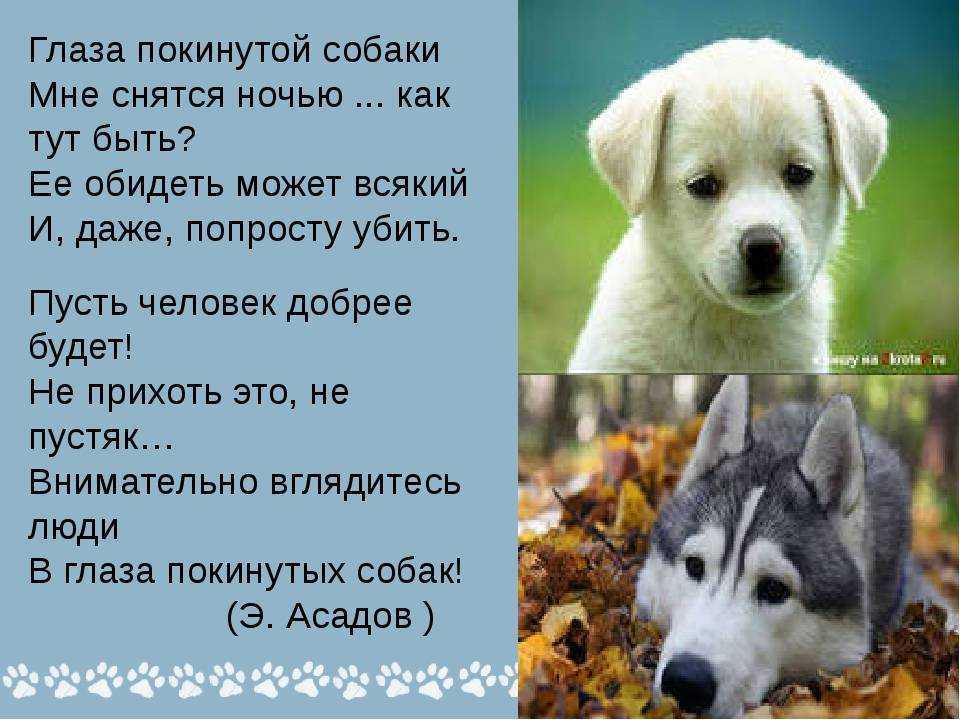 Собака укусила во сне: варианты толкований