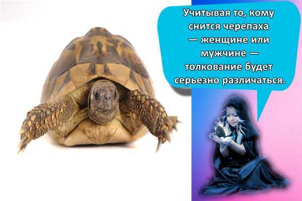 Снится одна черепаха или много — к чему бы это?