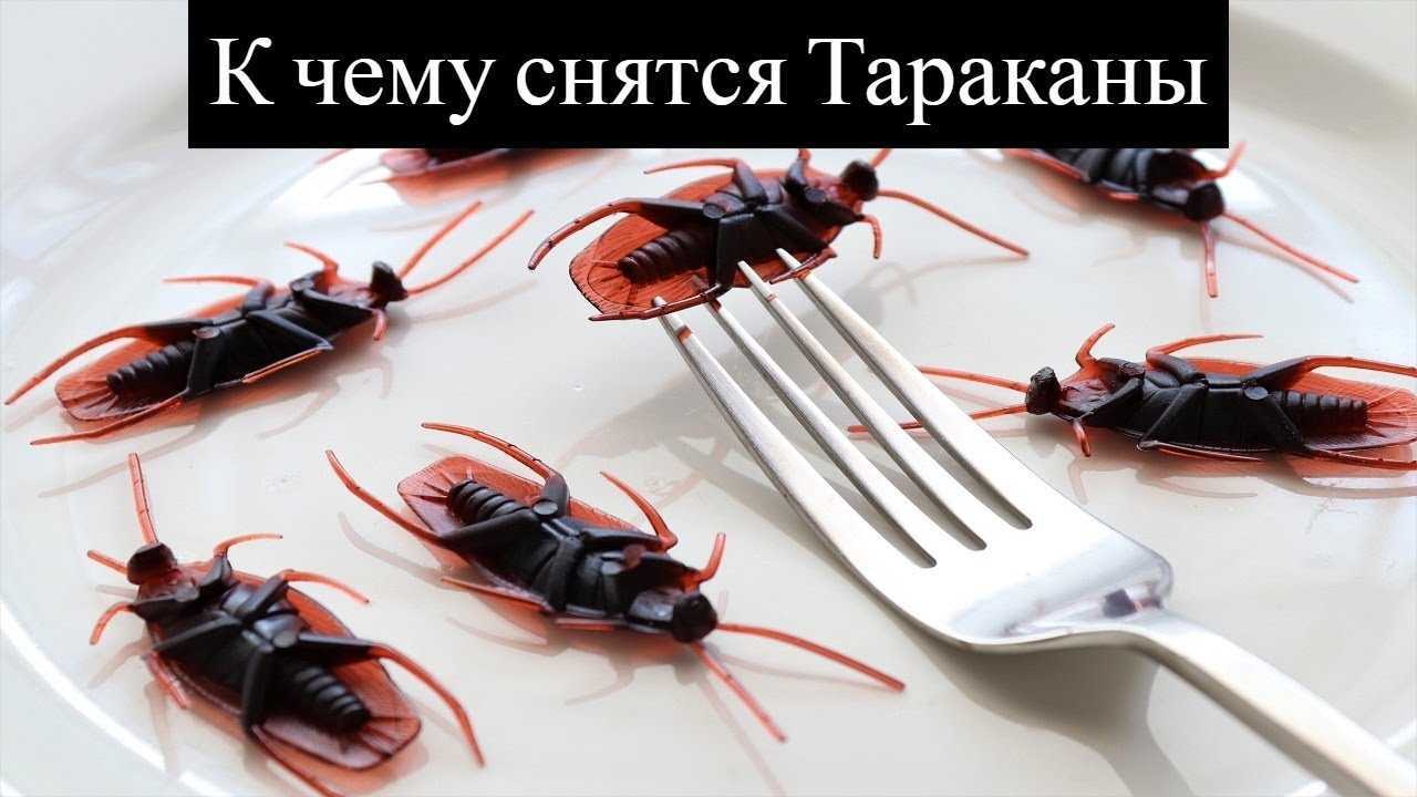 Таракан — к чему снятся тараканы