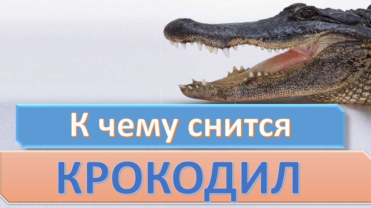 К чему снятся крокодилы в воде 🐊 — топ 42 толкования ✨ по сонникам: что означает для мужчины или женщины видеть во сне, как много маленьких крокодильчиков плавают