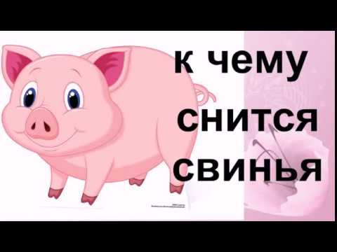 Как расшифровать сон о свиньях — 50 верных значения