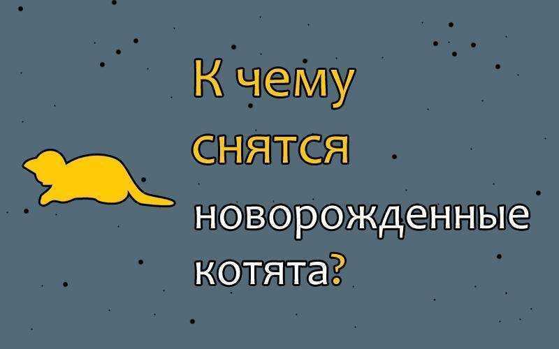 К чему снится котенок - значение сна котенок по соннику