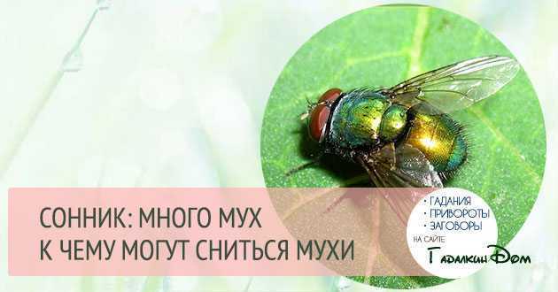 К чему снятся мухи во сне, сонник 🌙 - рой мух, значение сна
