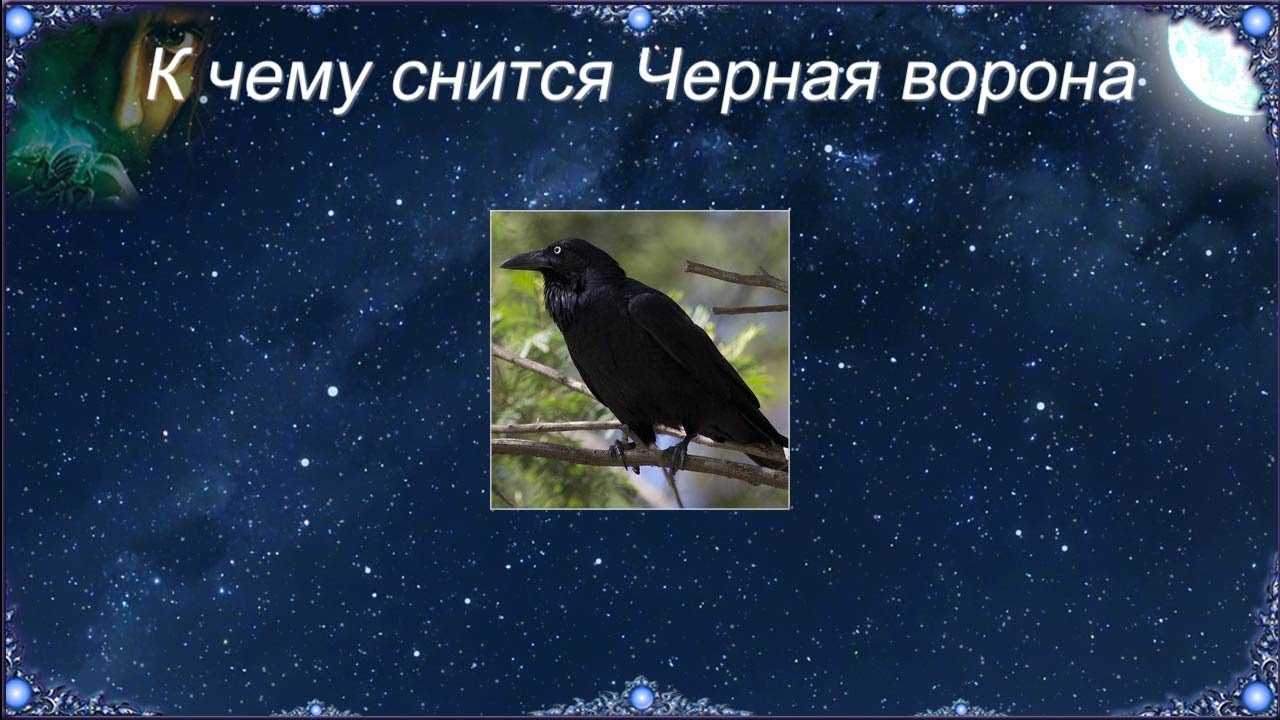 К чему снится ворона: черная, большая, залетевшая, клюющая, много, в доме, клетке, гнезде, убить, кормить, каркает, летит