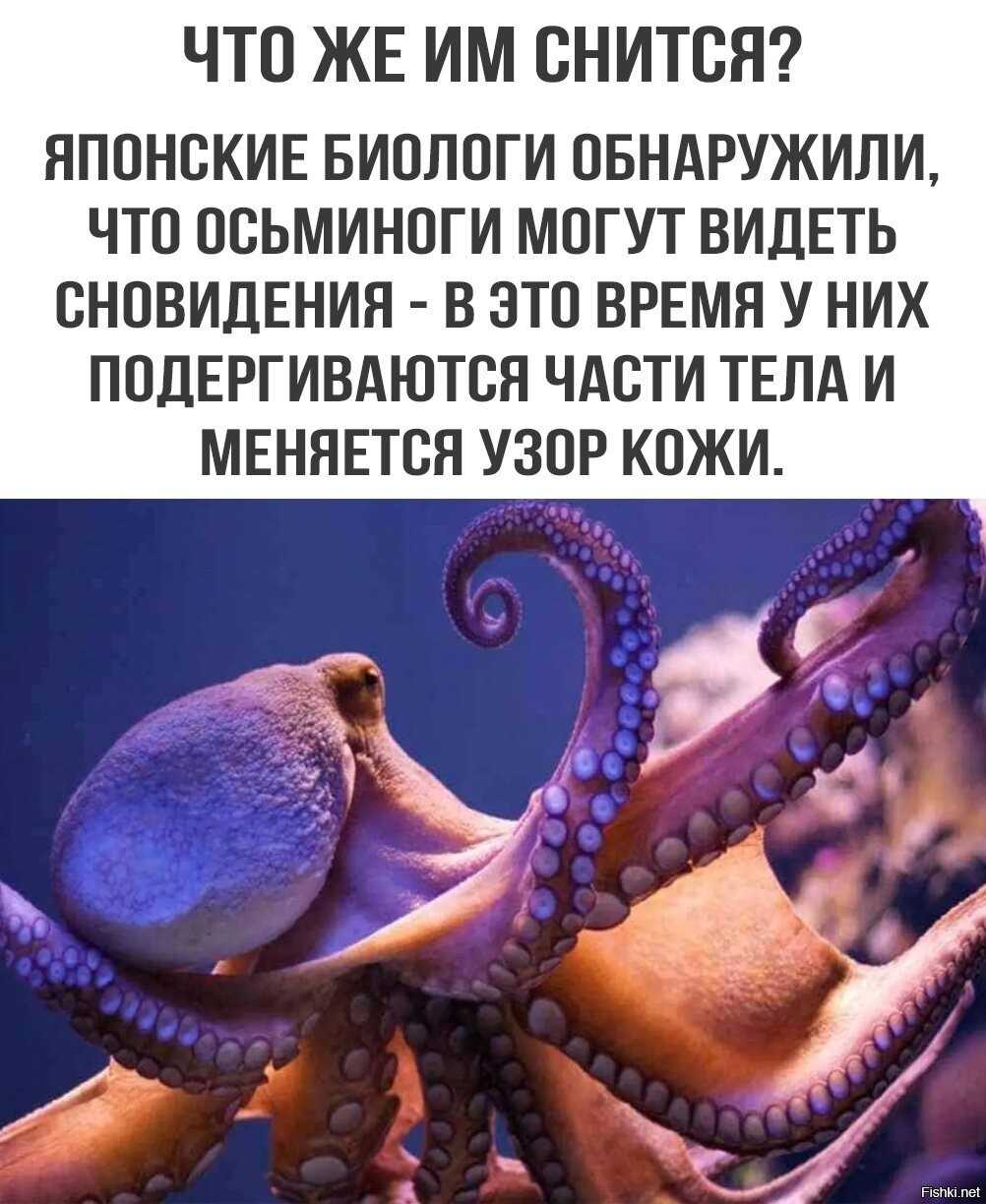 К чему снится осьминог женщине или мужчине — 47 толкований из разных сонников