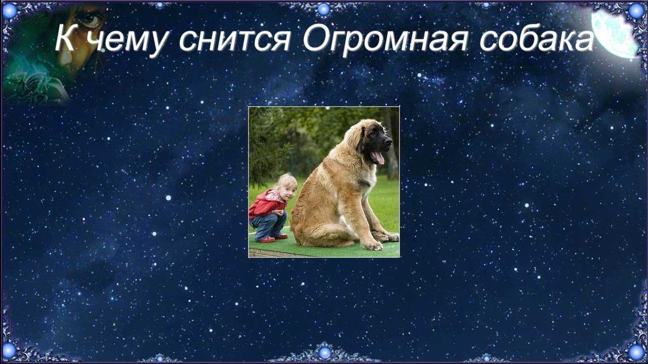 К чему снится щенок: женщине, девушке, мужчине