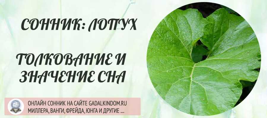 Вам приснился лопух Он был большим Вы рвали его, выкапывали корень или лечились отварами Все толкования в сонниках Миллера, Ванги, Фрейда вы найдете на нашем сайте