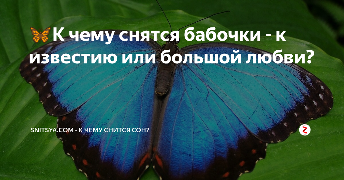 К чему снится много бабочек: что это значит, большие, в доме, в комнате, ловить, убивать