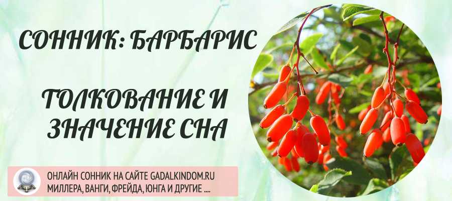 Вам приснился барбарис Вы его ели, садили или возможно сломали А может наблюдали, как это делают другие На нашем сайте вы найдете толкования сонников Миллера, Ванги, Фрейда