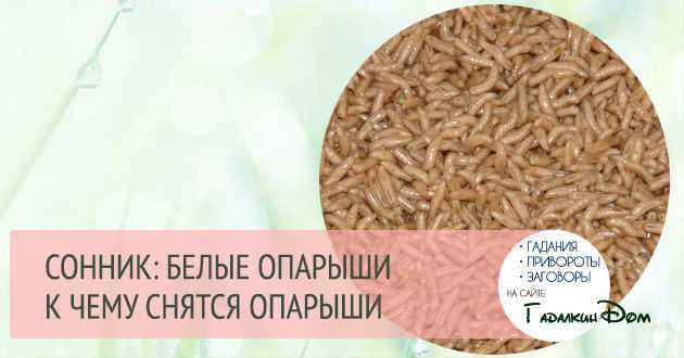 К чему снятся  черви во сне — по 90 сонникам! если видишь во сне черви что значит?
