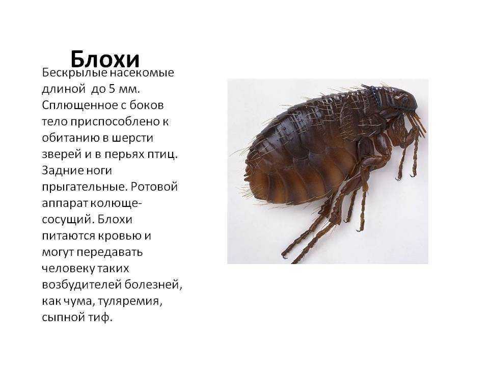 К чему снятся блохи