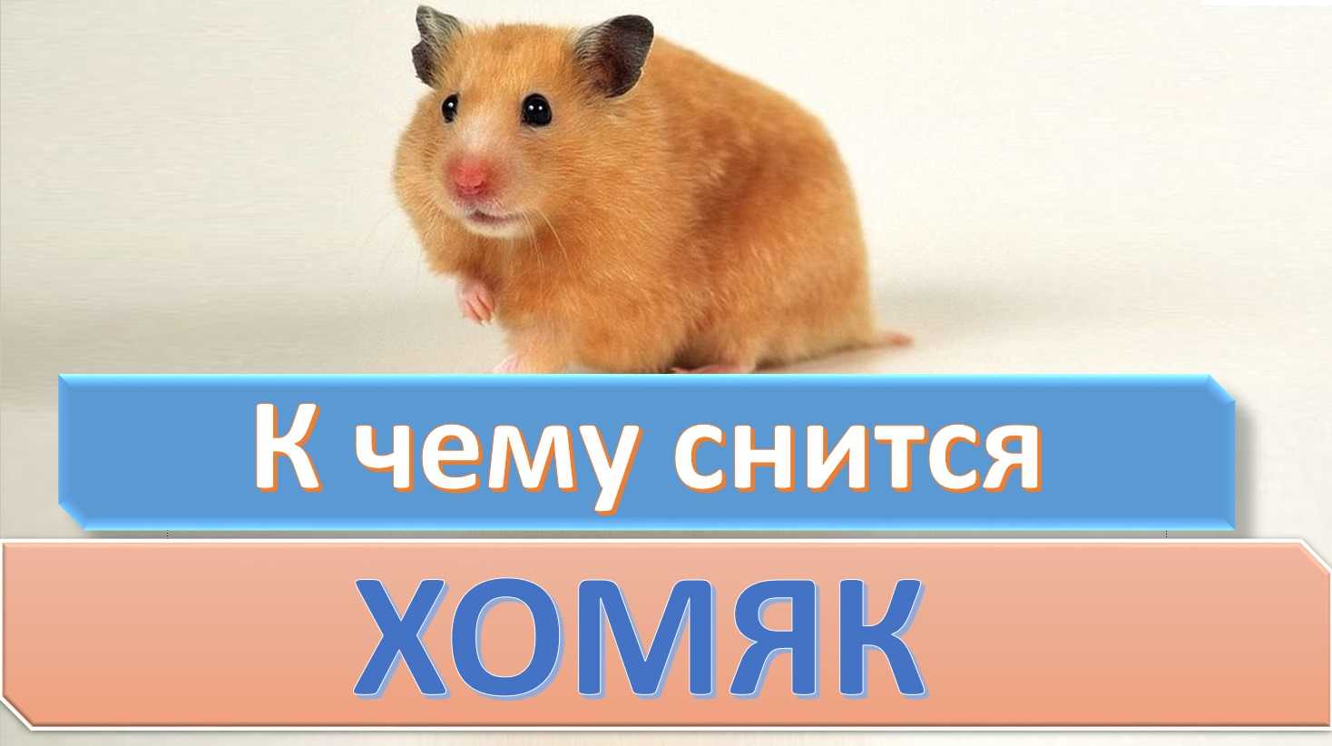 К чему снятся хомяки маленькие на сайте сонник гуру