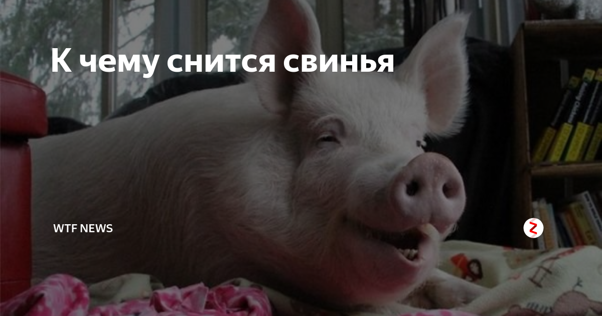 Видеть во сне много свиней, к чему, поведение животного, пол, возраст, действия сновидца