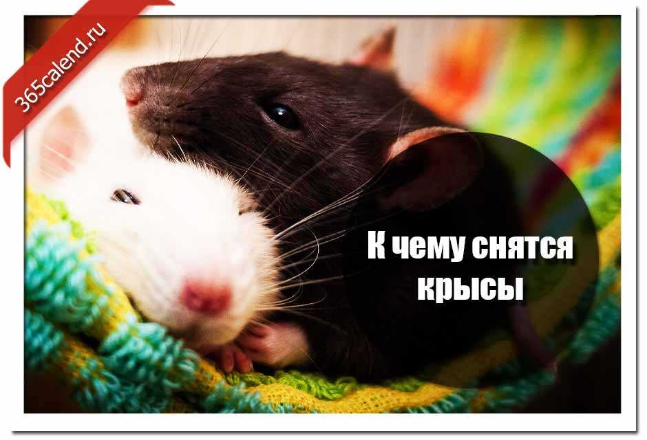 К чему снится крыса – объяснение значения сна