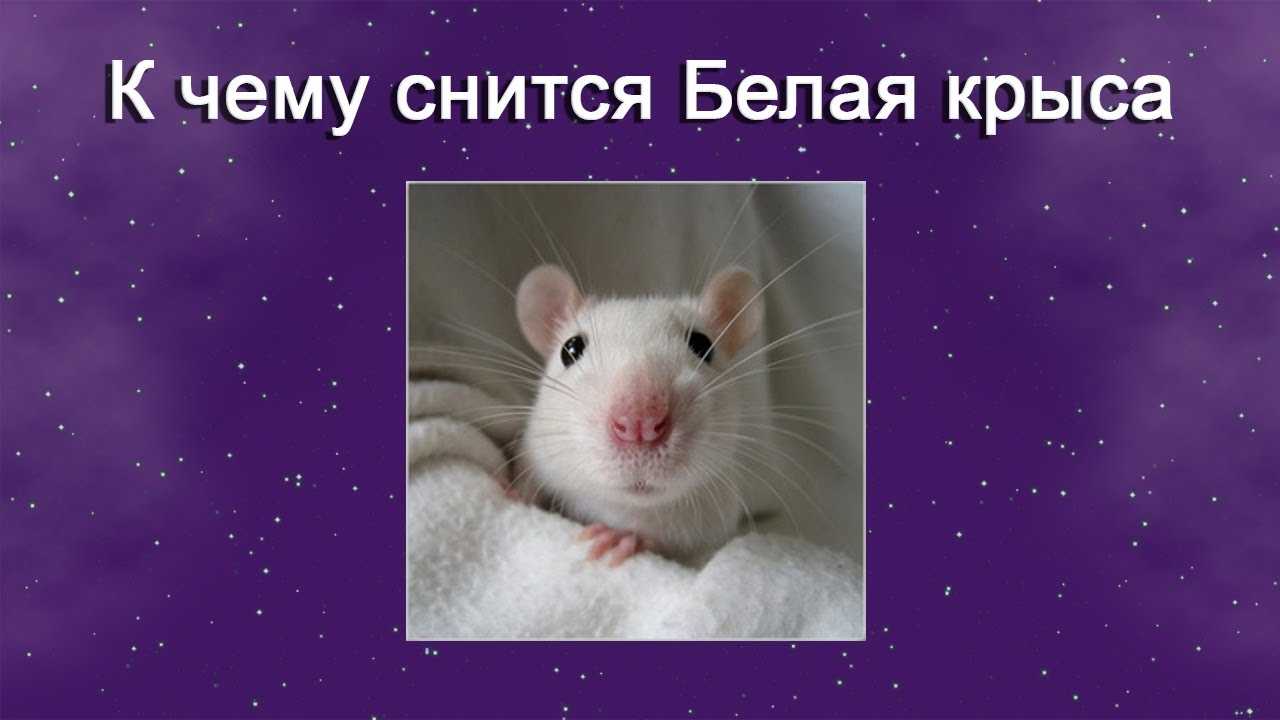 Сонник белая крыса  приснилась, к чему снится белая крыса во сне видеть?