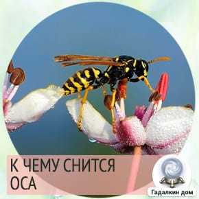 К чему снятся осы - толкование сна в зависимости от подробностей