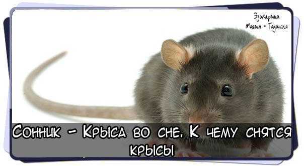 Крыса во сне — к чему снится женщине и мужчине: живая, кусает, прыгает :: гороскоп :: клео.ру