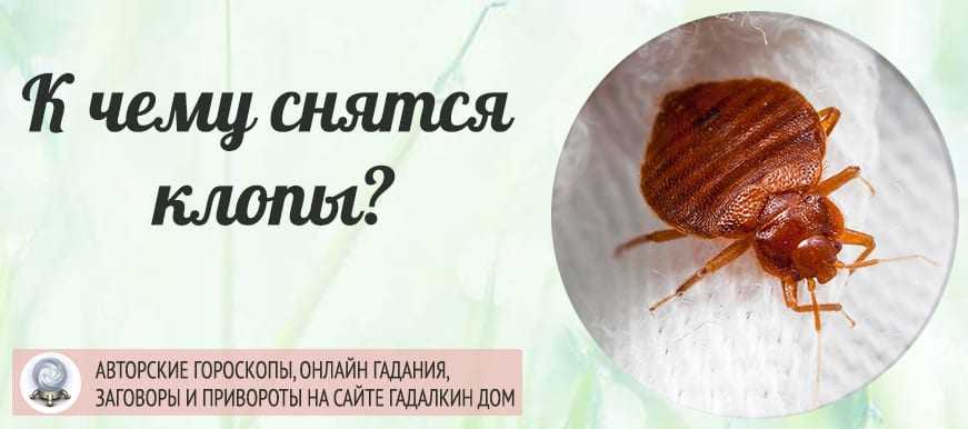 Сонник белые блохи | сонник
