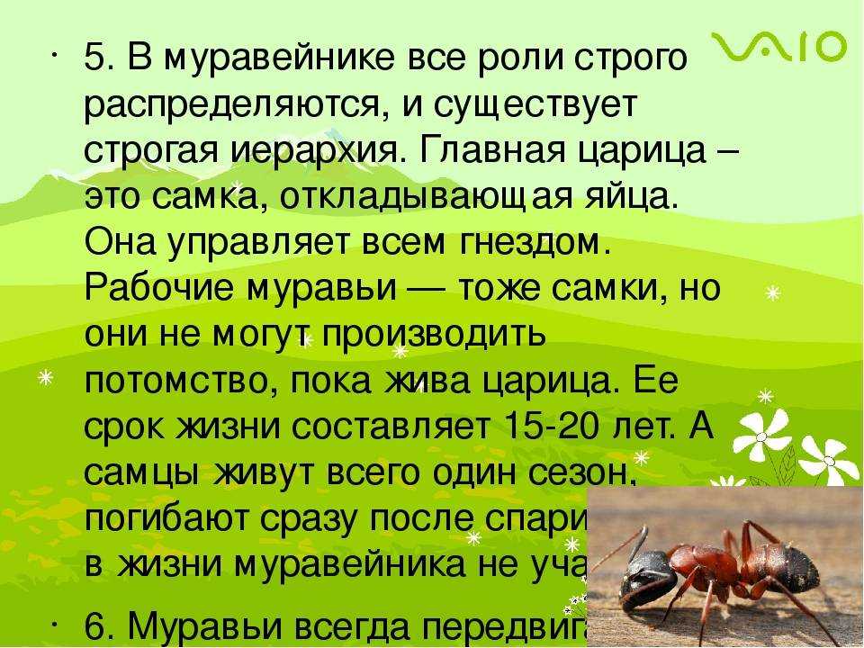 К чему снятся муравьи: замужней женщине, незамужней девушке, мужчине, в доме, в кровати