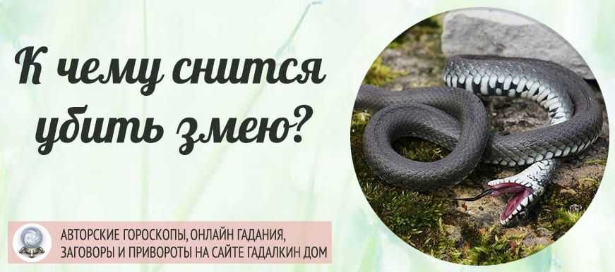 К чему сниться змея женщине - толкование в разных сонниках