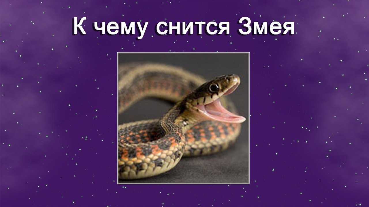 Во сне змея укусила. чего ждать наяву.