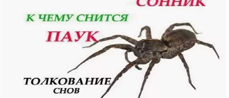 К чему снится чёрный паук - большой или маленький