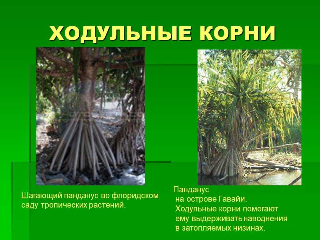 Вам приснились корни Они были цветов, лекарственных трав, петрушки или лука На нашем сайте вы найдете толкования самых известных сонников