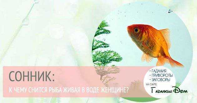 К чему снится рыба женщине - значения по соннику