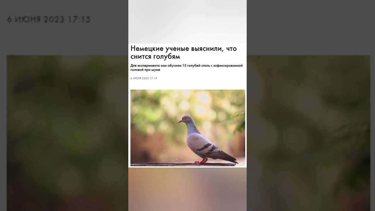 Сонник голубь к чему снится во сне? видеть голубя что означает?