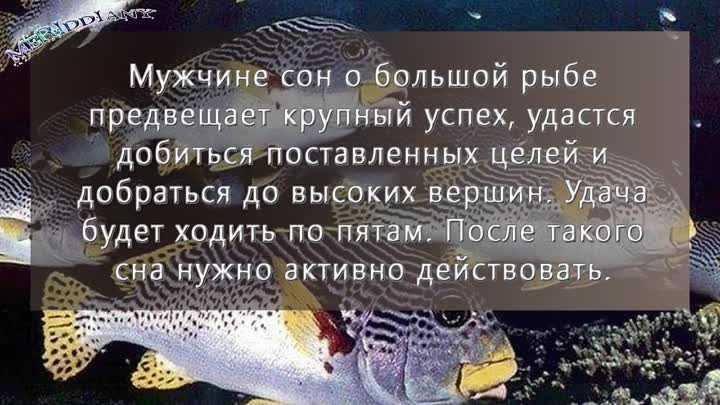 К чему снится рыба: приснилась рыба женщине, мужчине - есть, ловить рыбу на рыбалке, живая, свежая, снулая