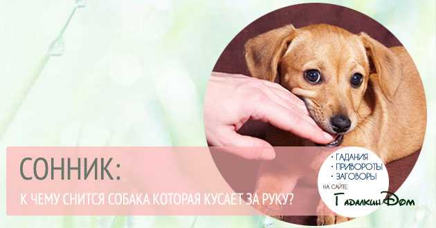 К чему снится укус собаки 🐕 — топ 50 толкований сна 👍 по сонникам: что означает для мужчины или женщины увидеть, как пес укусил за палец на руке или ноге без крови