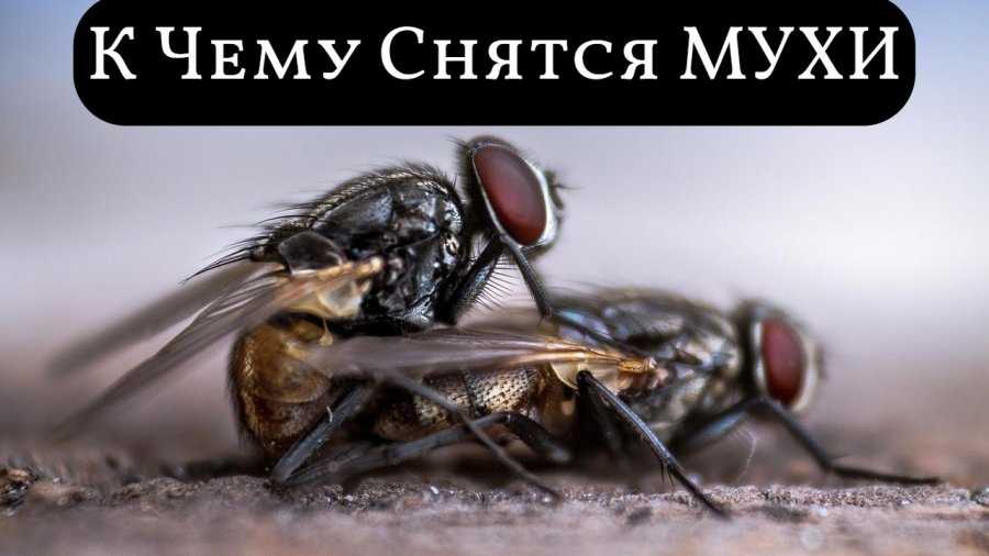 К чему снятся мухи? сонник - мухи приснились во сне и что означают?
