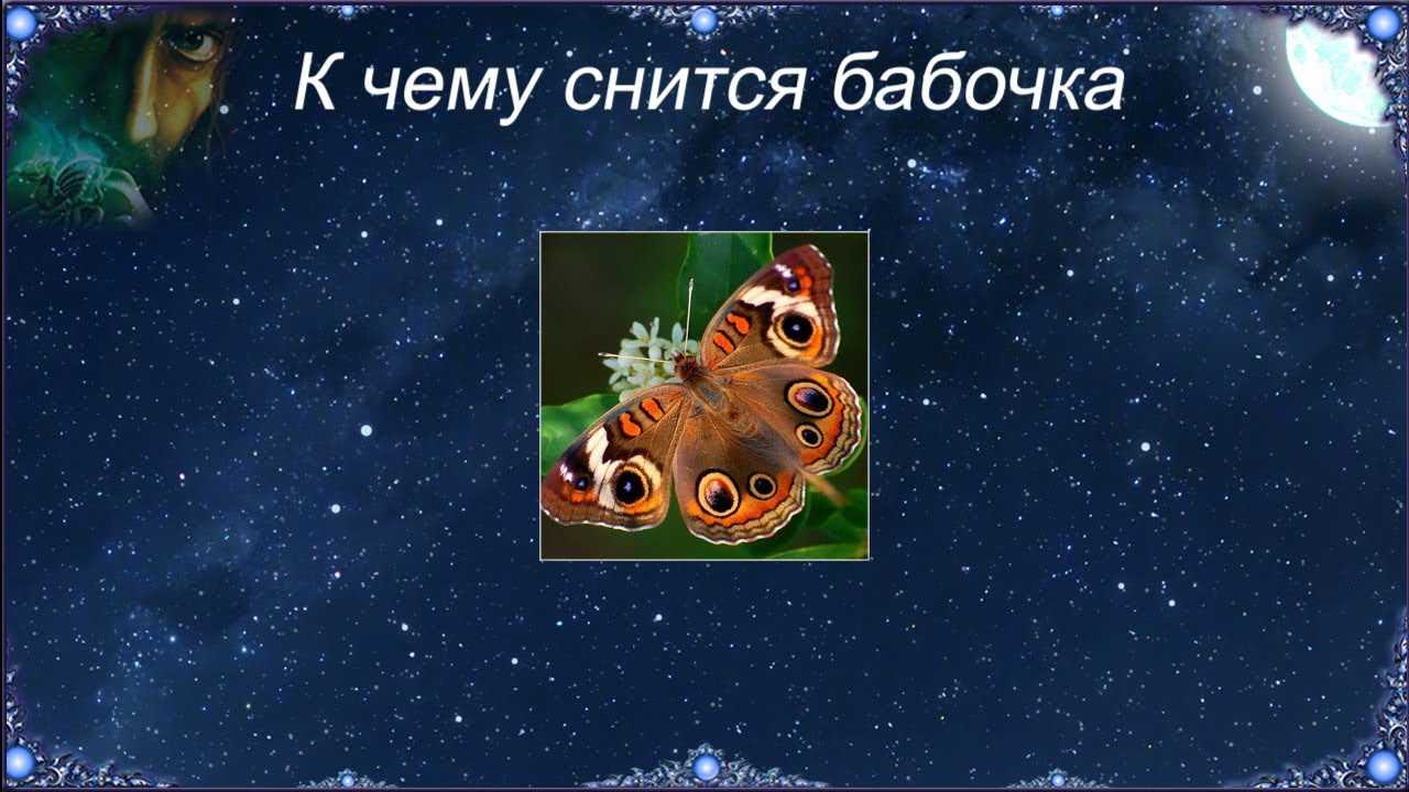 К чему снятся бабочки - трактование в зависимости от подробностей