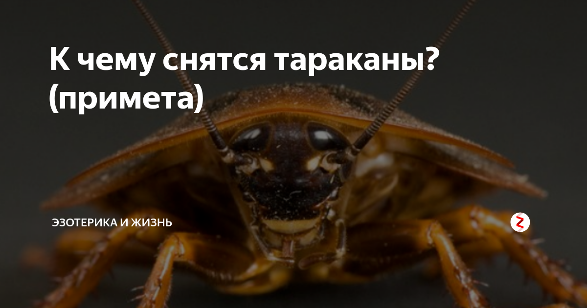К чему снятся тараканы - значение сна тараканы по соннику