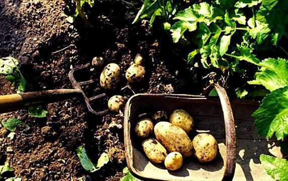 Что значит видеть картошку во сне для женщины?