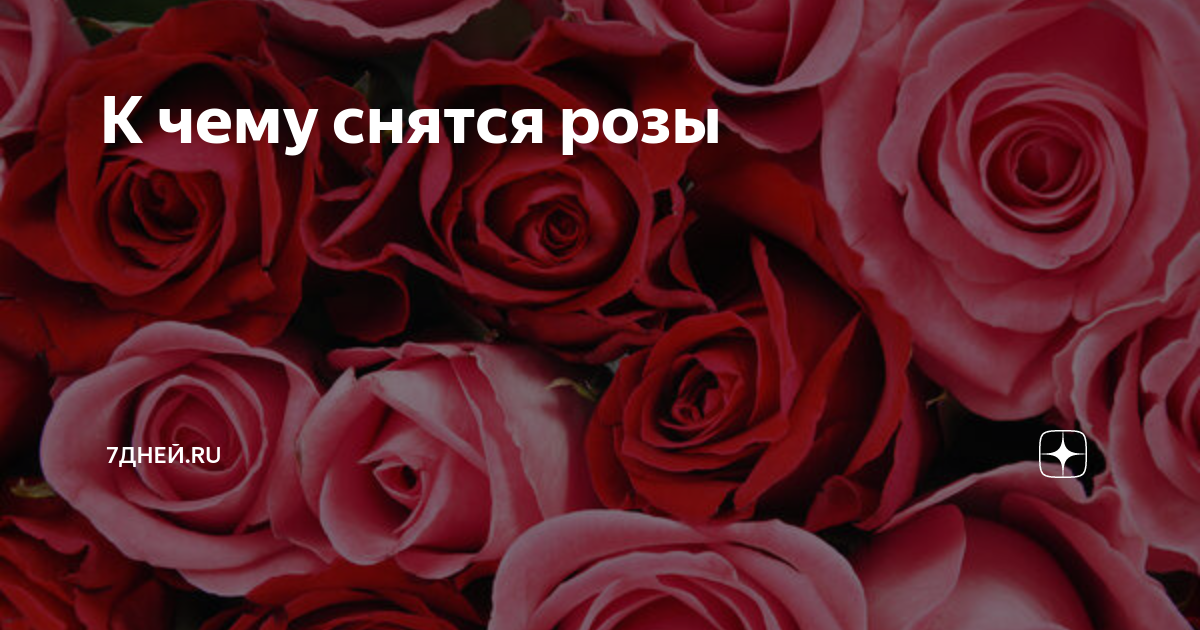 Видеть белые розы во сне - сонник, что означают, женщине, мужчине