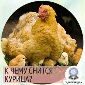 К чему снятся куры и петухи (живые) – сонник