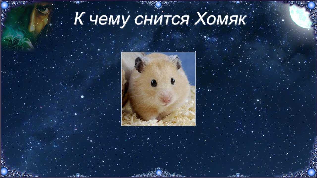 К чему снится хомяк 🐹 — топ 42 толкования сна 😴 по разным сонникам: что означает для мужчины или женщины видеть много маленьких белых или черных хомячков в руках