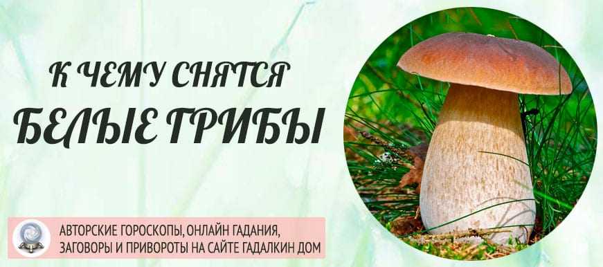 Сонник грузди: к чему снится и что означает сон?