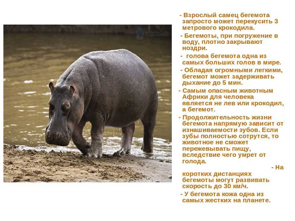 К чему снится бегемот. видеть во сне бегемот - сонник дома солнца