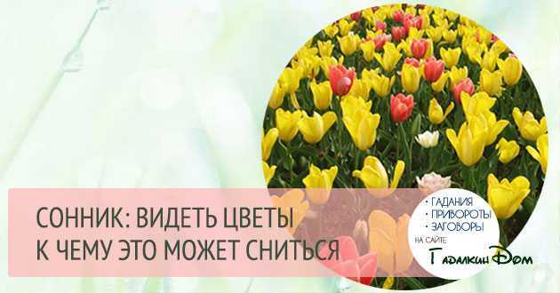 К чему снится сирень: значение снов, в которых приснились цветущие и увядшие ветки, толкование по разным сонникам