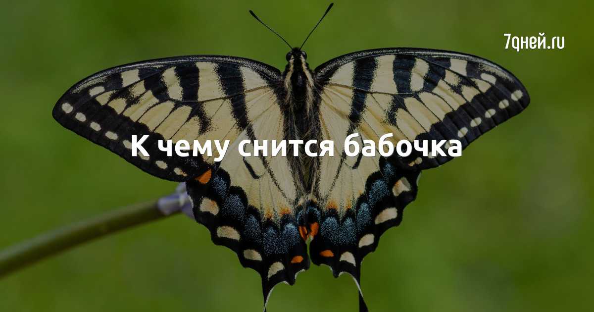 К чему снится бабочка - значение сна бабочка по соннику