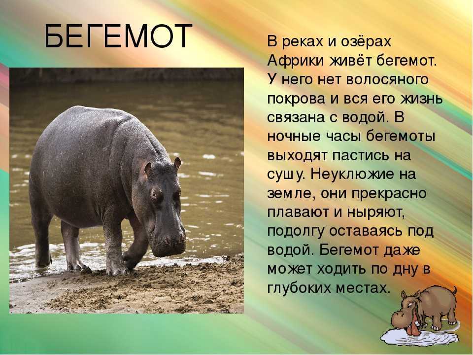 Что едят бегемоты в природе: гиппопотам чем питается